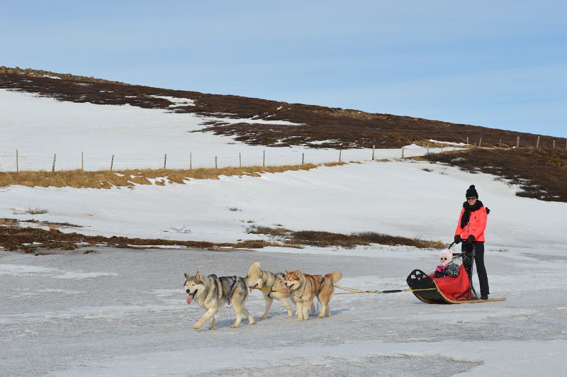 Dog sledding (11).JPG